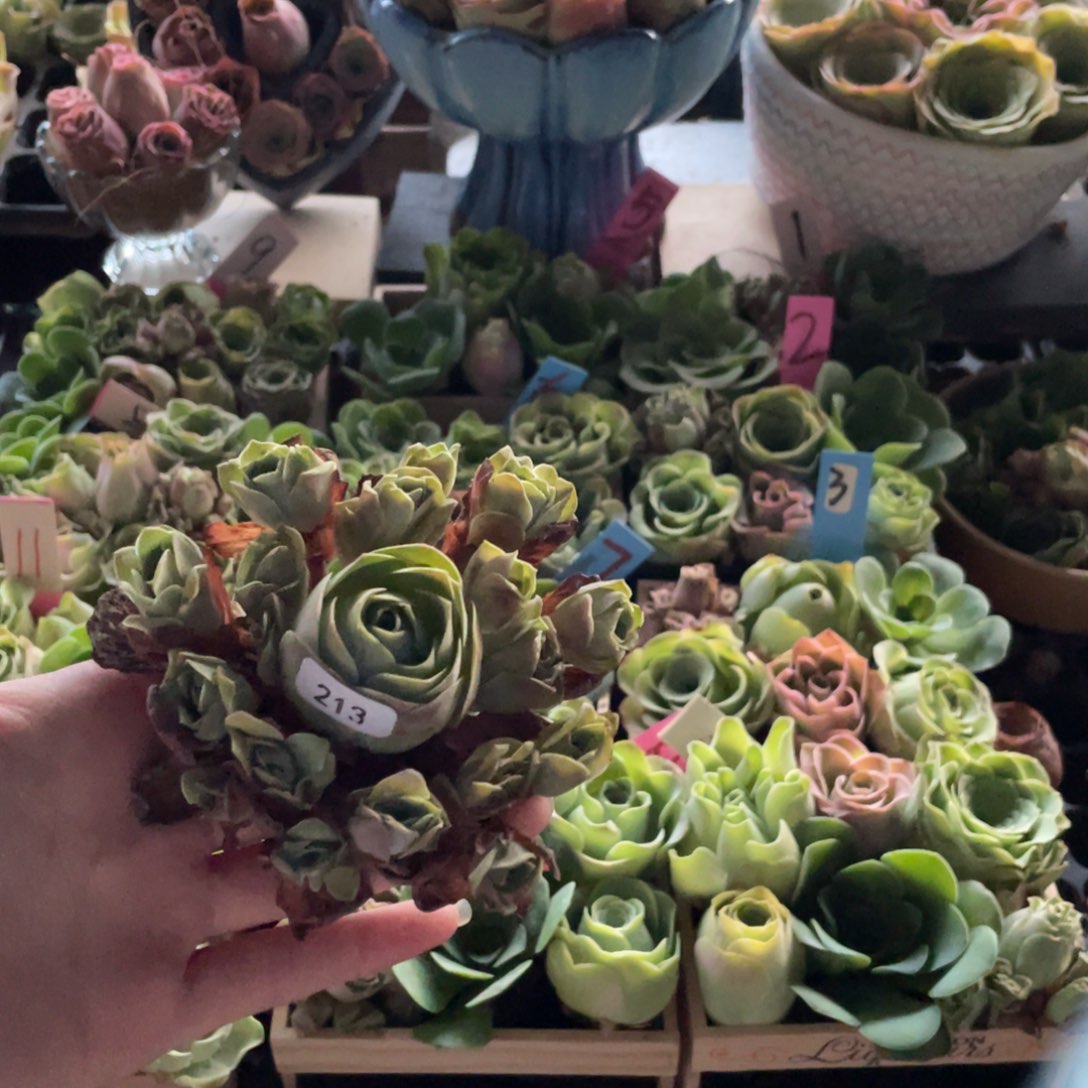 冰***海多肉植物山地玫瑰213粉萝莉