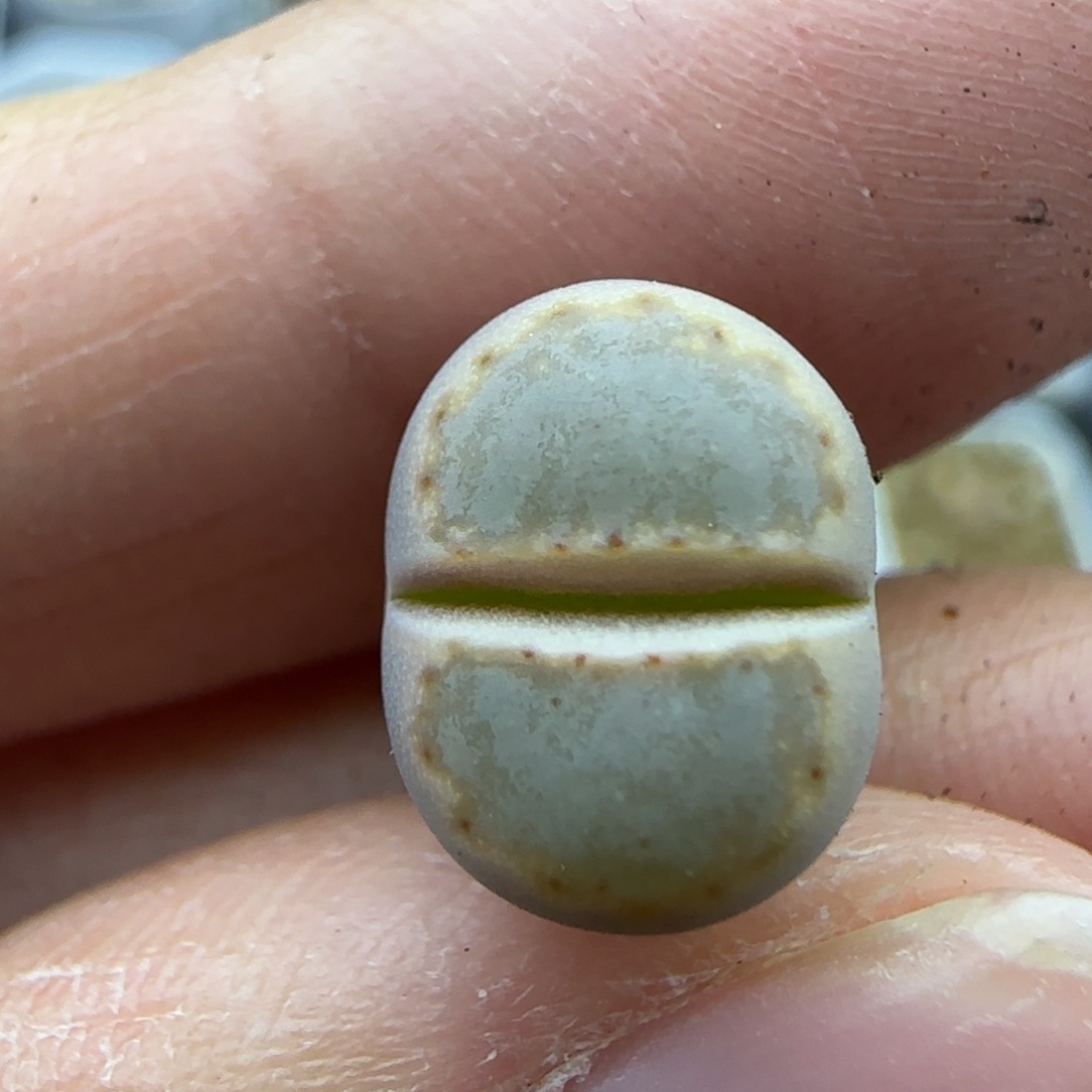 003饼干开播福利30包邮