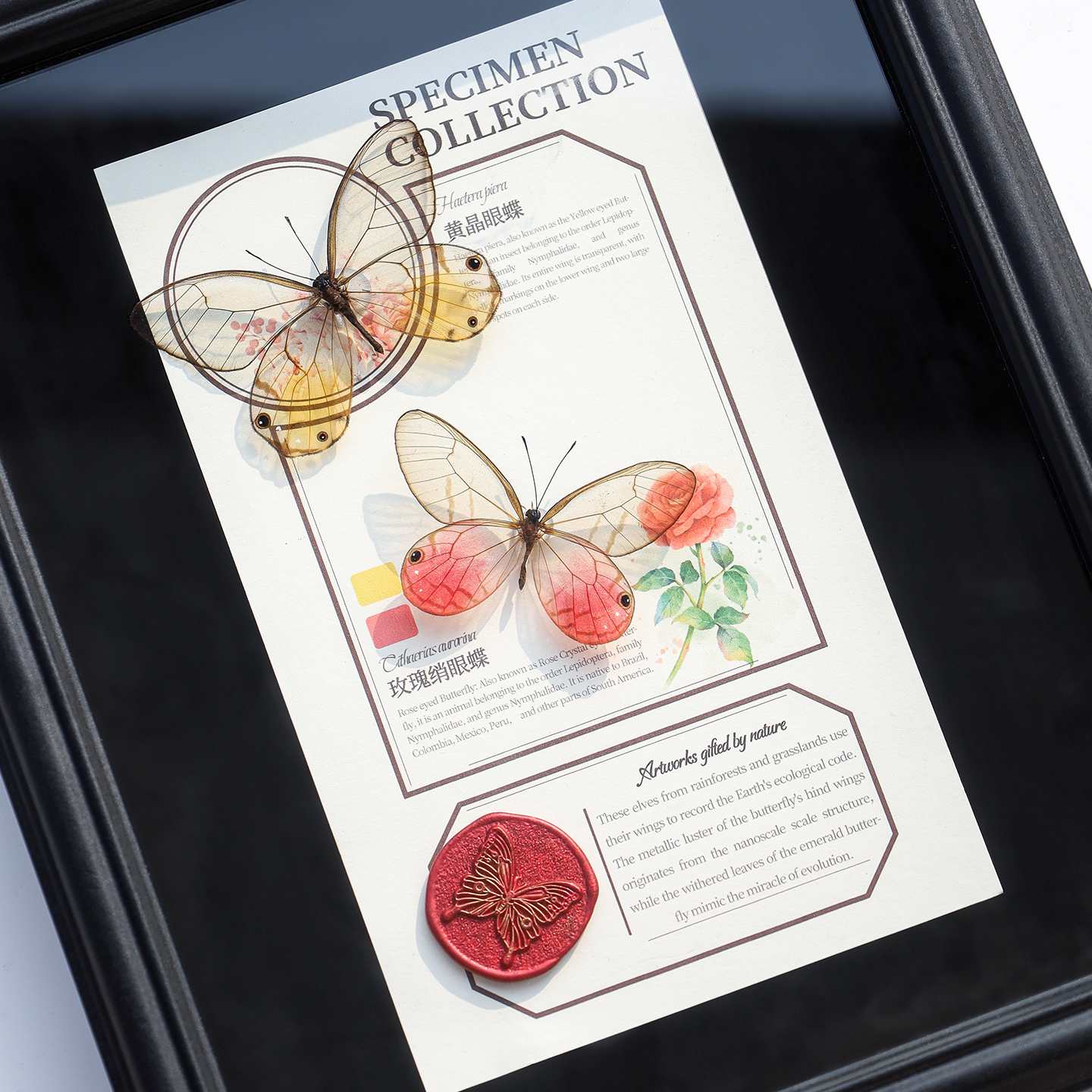 【金粉霓裳】玫瑰绡眼蝶黄晶眼蝶蝴蝶标本装饰画10寸相框桌面摆件