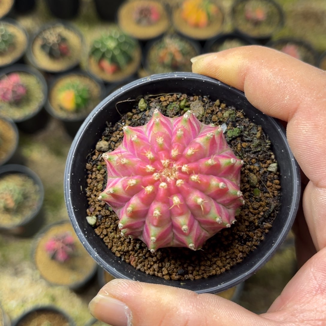 泰系轮回奢香夫人侧牙