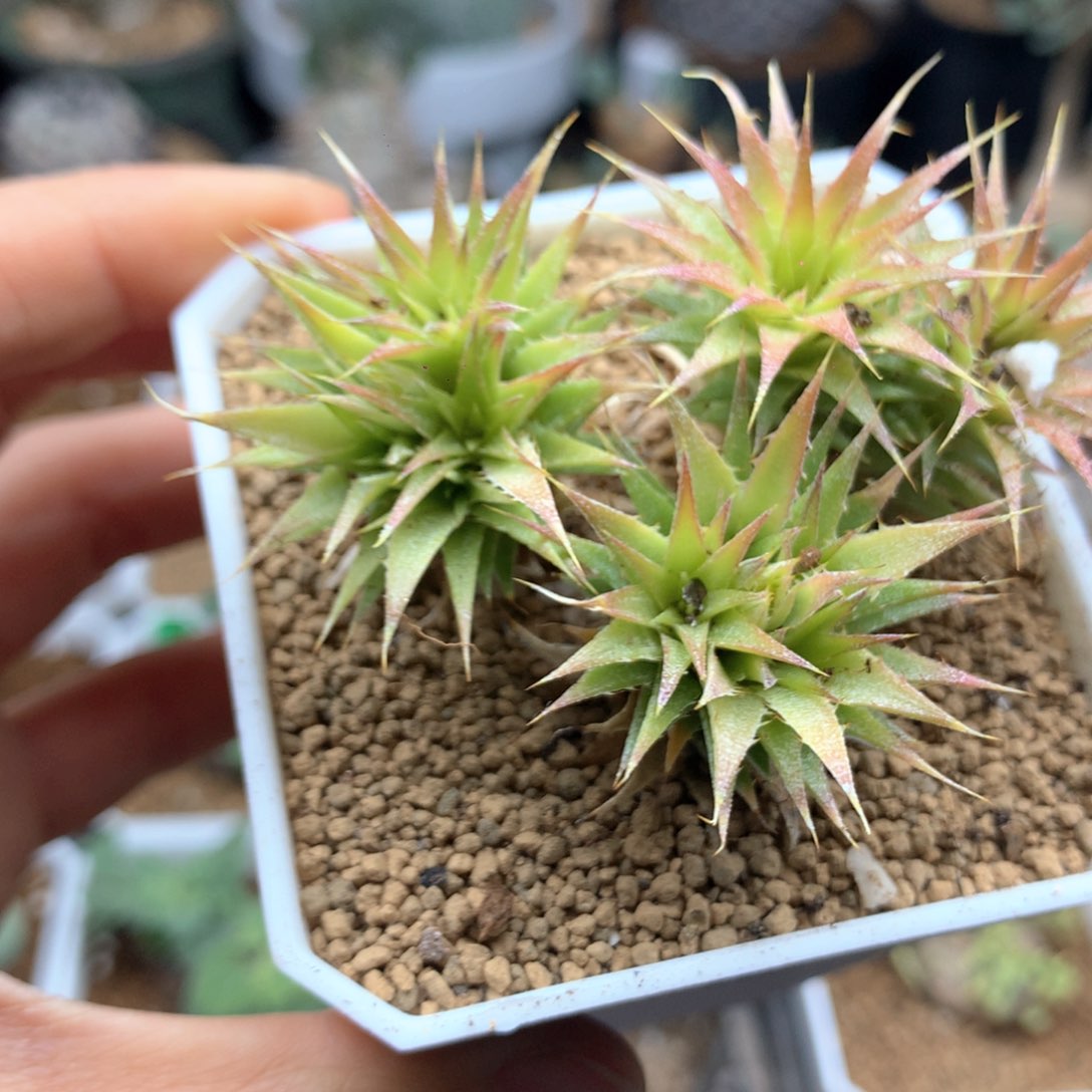 坨坨凤群生脱土多肉