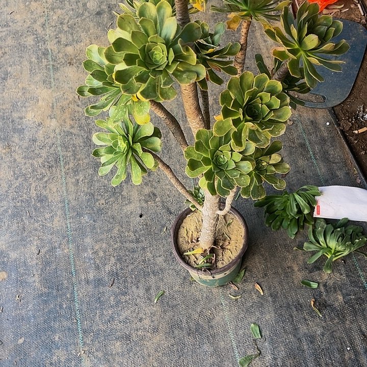 我**家绿法师法师00000