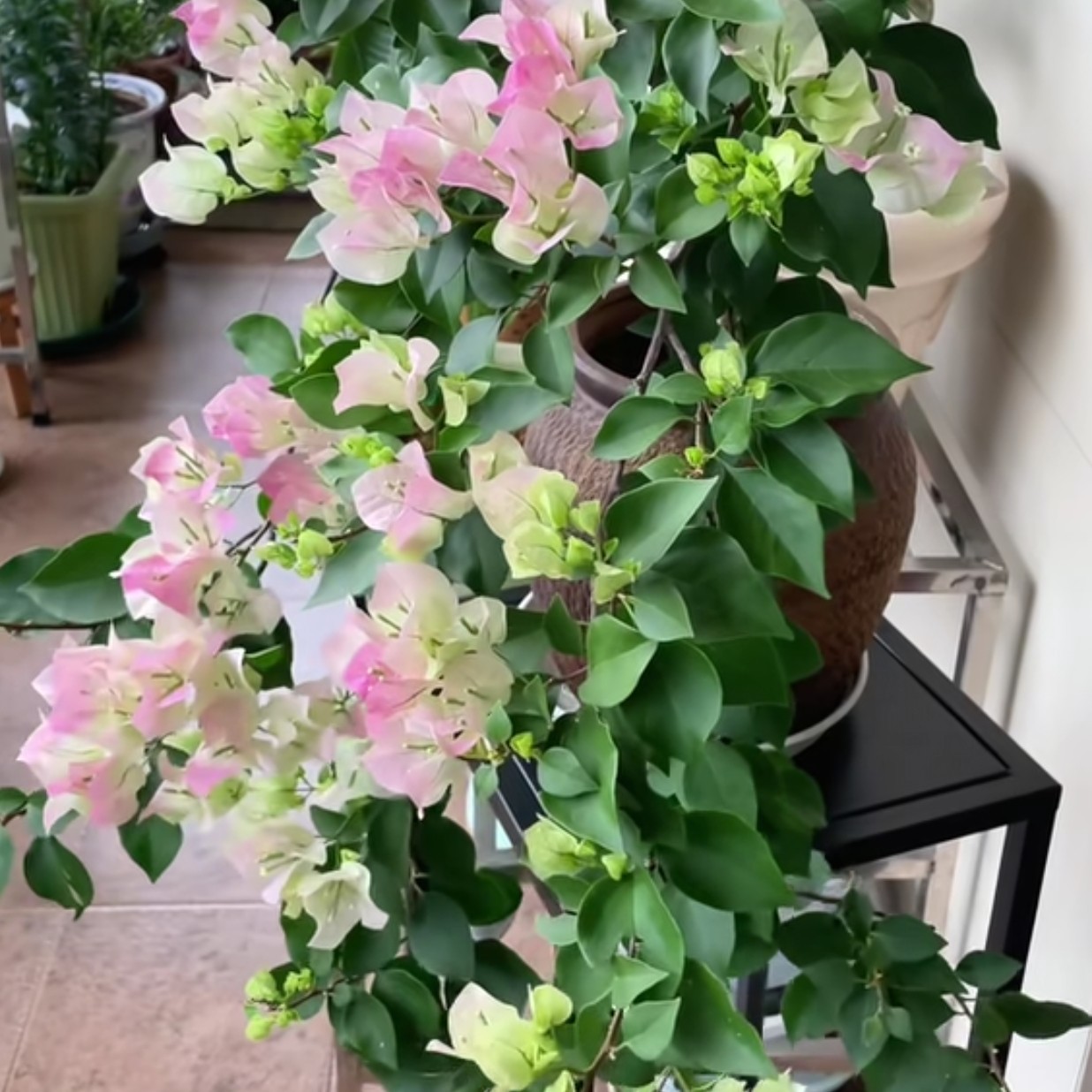 绿樱三角梅盆栽四季开花耐寒耐热适合庭院阳台客厅
