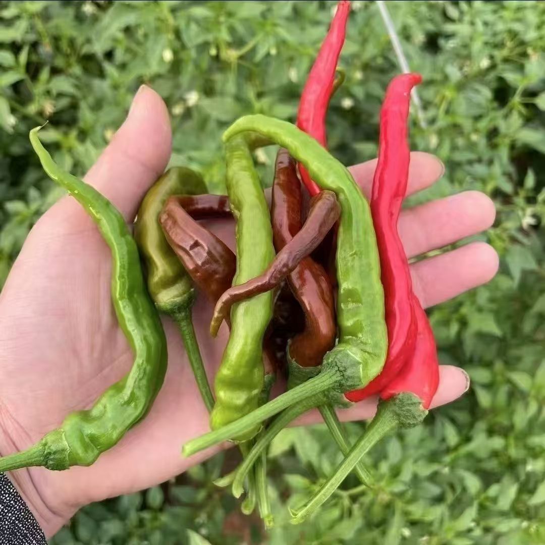 小阮书记助农代卖 本地土辣椒现摘现发皮薄农户自种