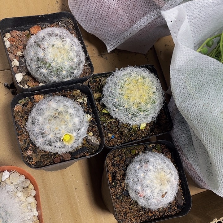 毛毛球带盆土发货