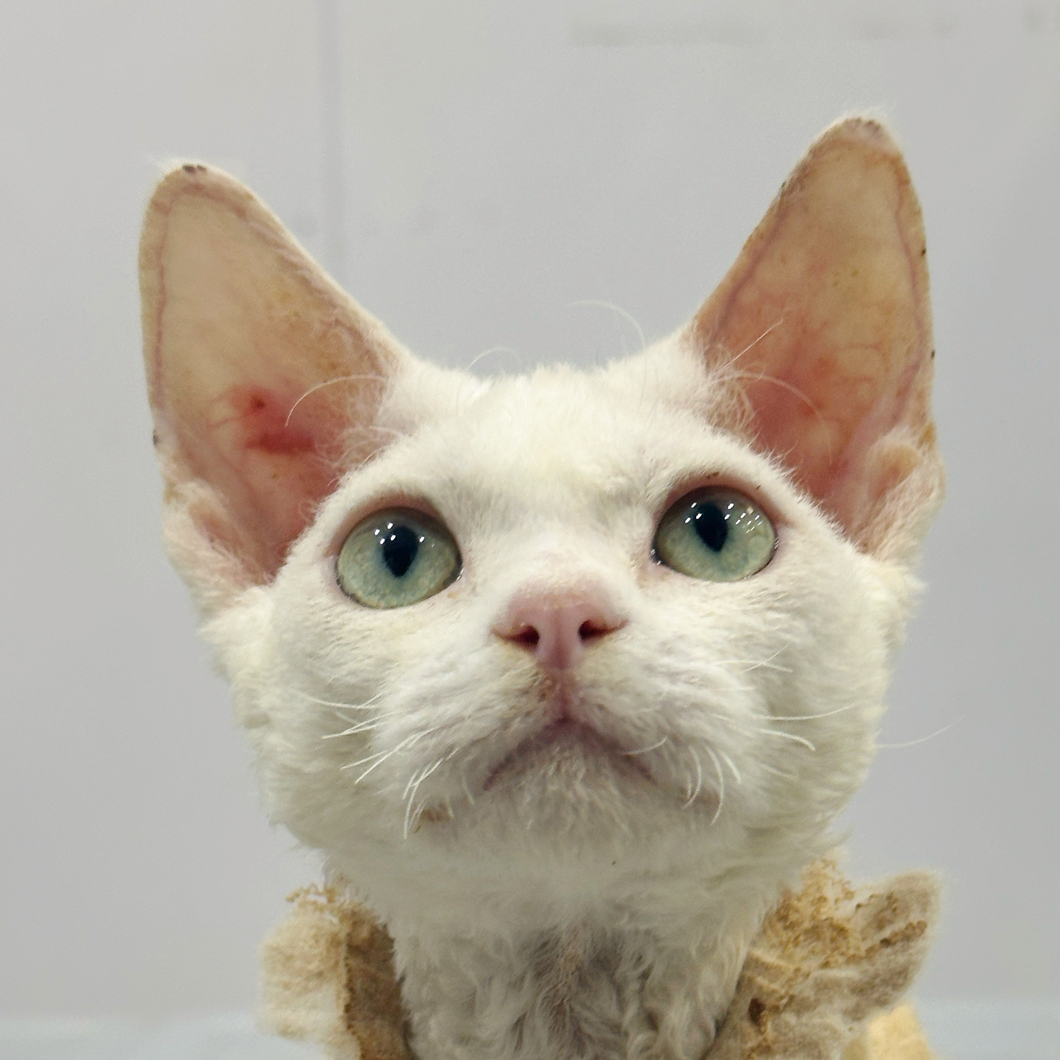 来了姊妹-纯白德文猫-弟弟-21