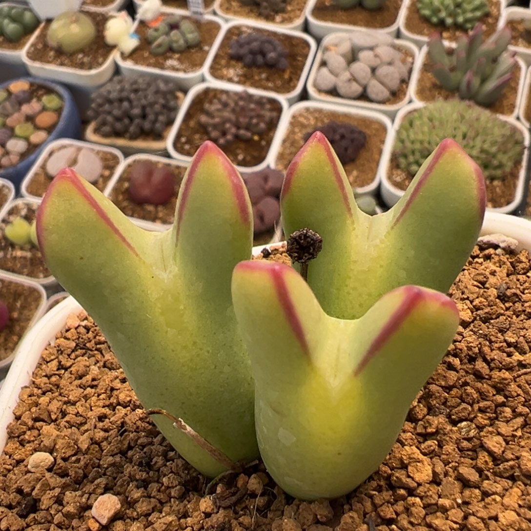 95多肉植物百科植物