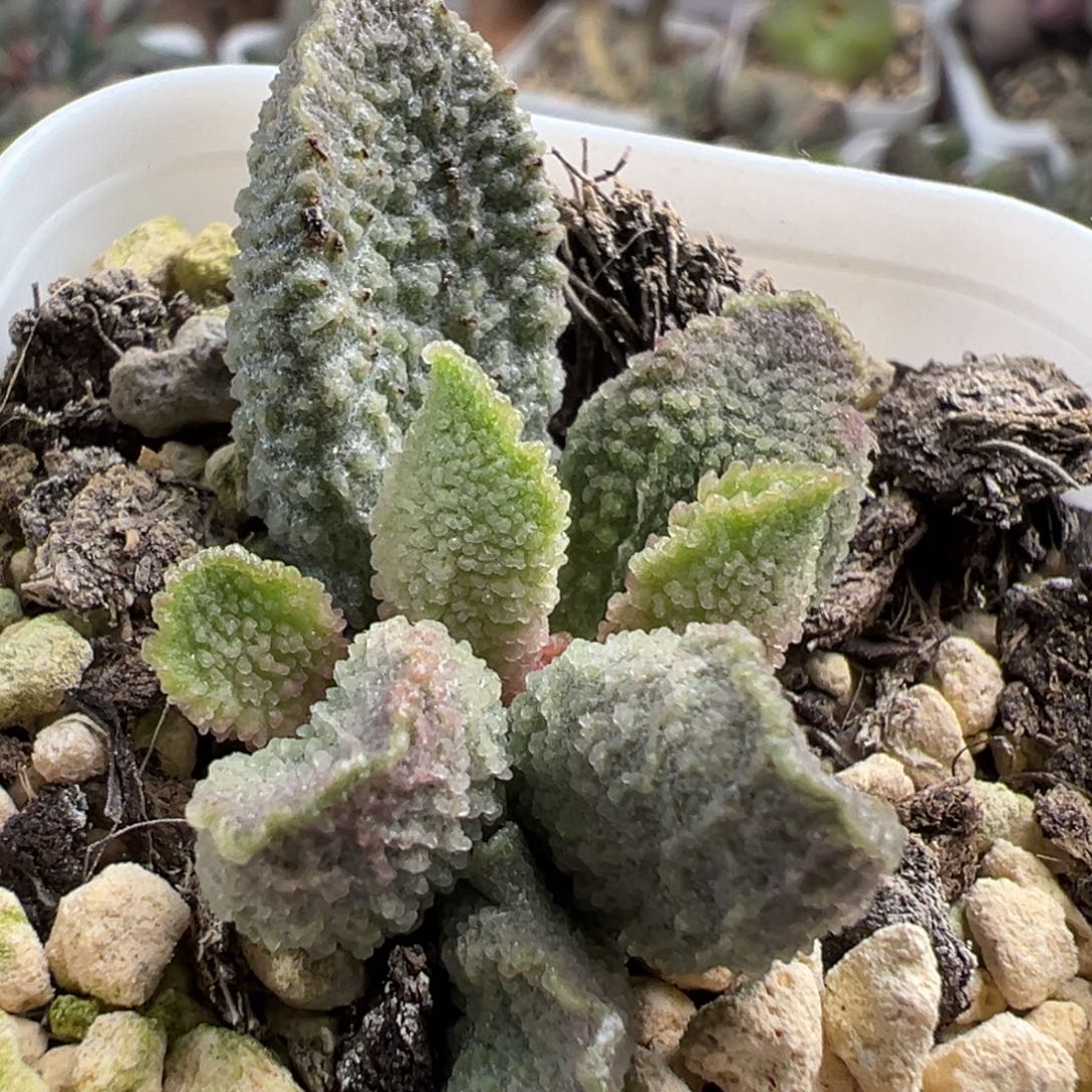 颗粒款实生新品多肉植物水泡