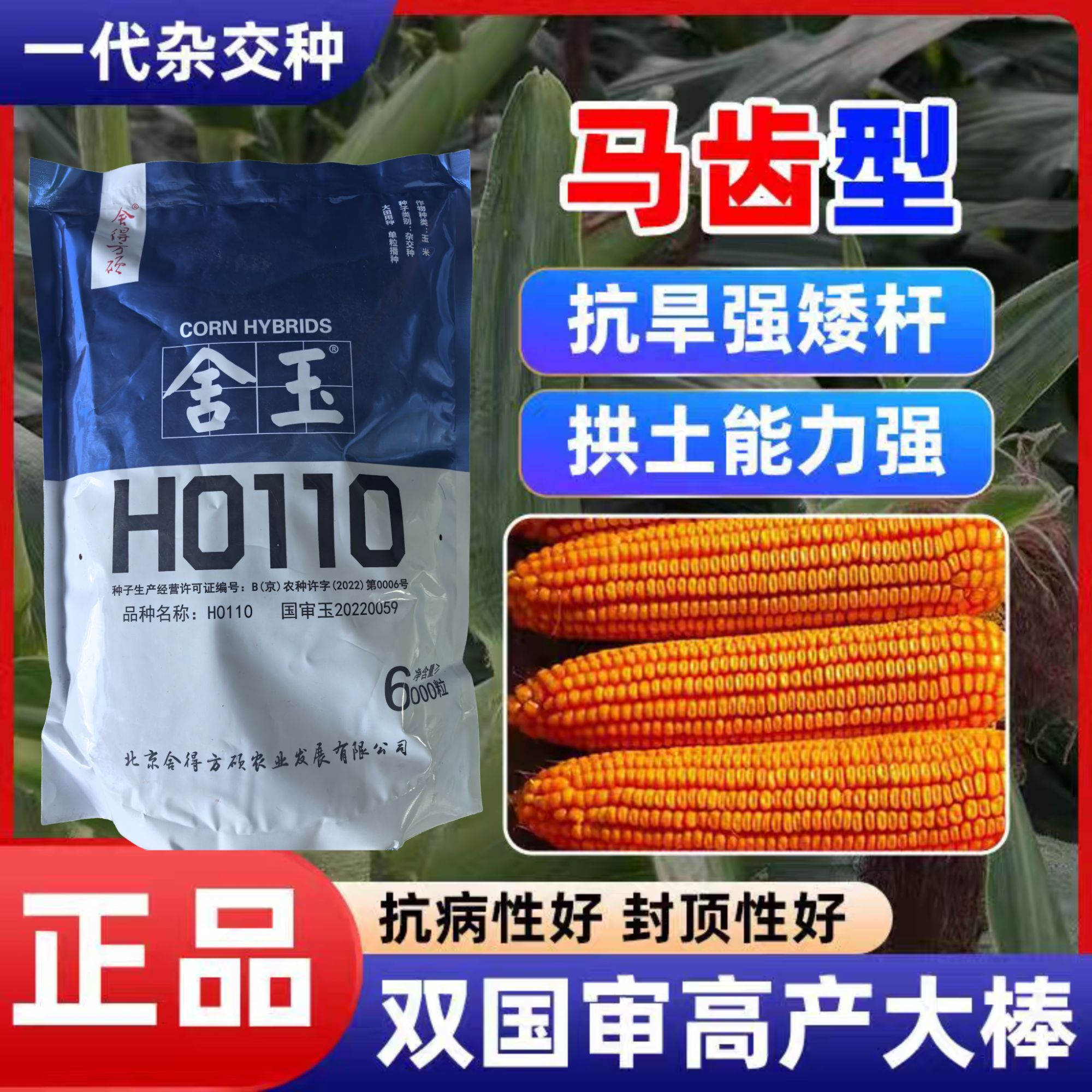 舍玉H0110高产玉米种【每袋6000粒积温2500以上】