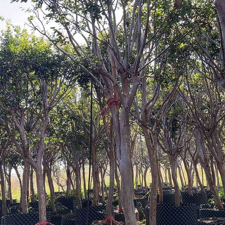 无花朵嘉宝苗树喜欢入手