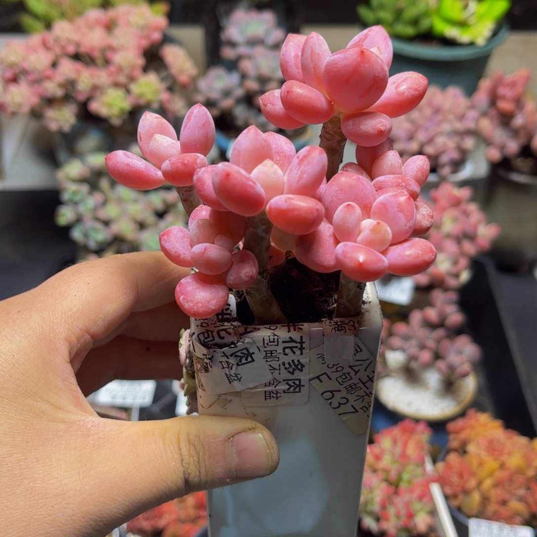 883樱花洛8厘米多肉