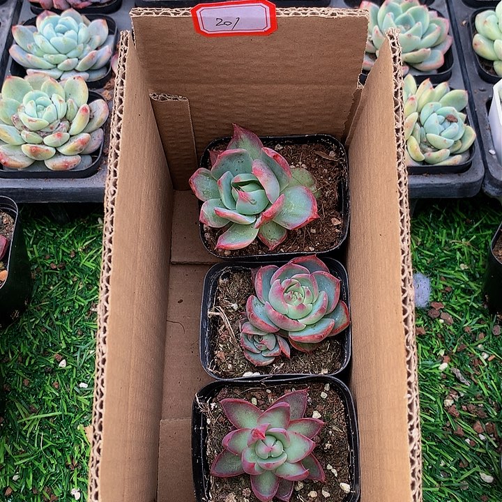 201惊鸿仙子多肉