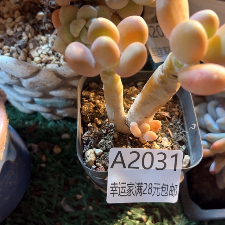 幸运的是我的朋友们