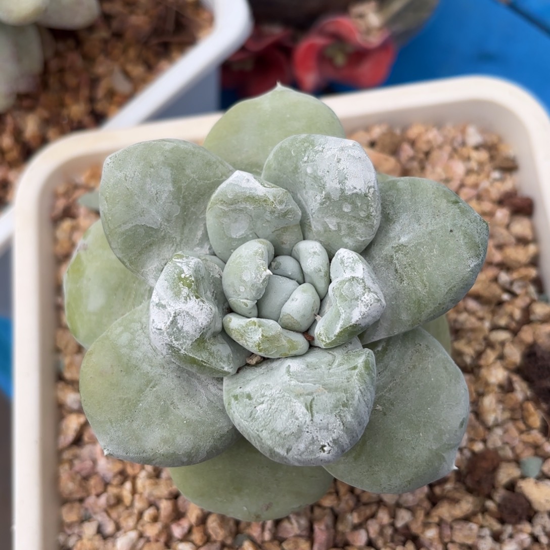 拇指，仙女杯多肉。