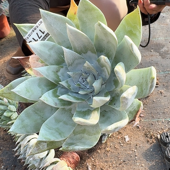 多肉植物一物一拍1713