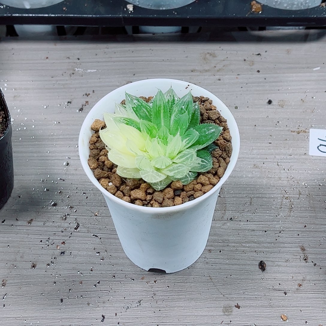 玉露锦玉露一勿一拍