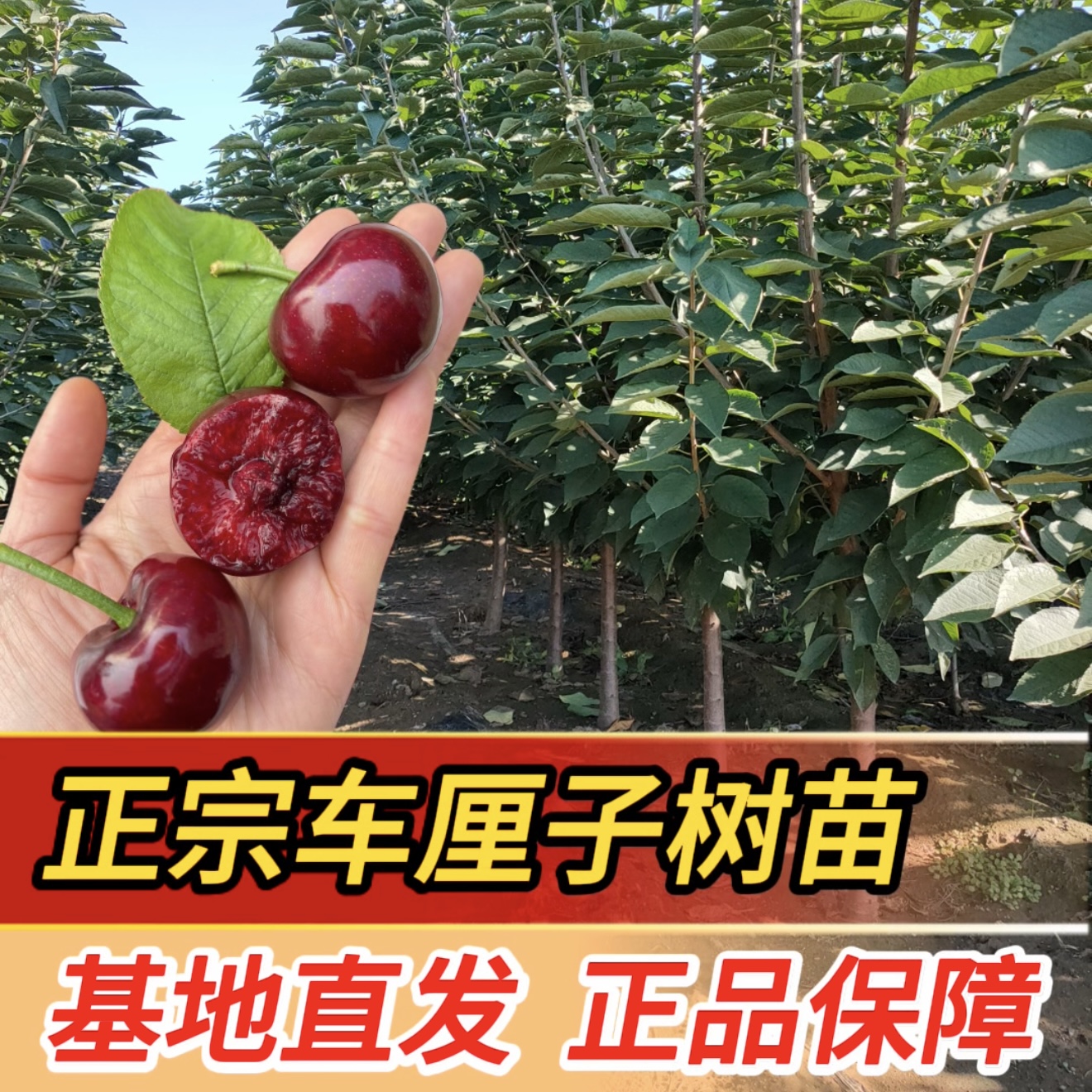 【车厘子大樱桃树苗】三棵组合套餐适宜南北方种植水果苗盆栽室内