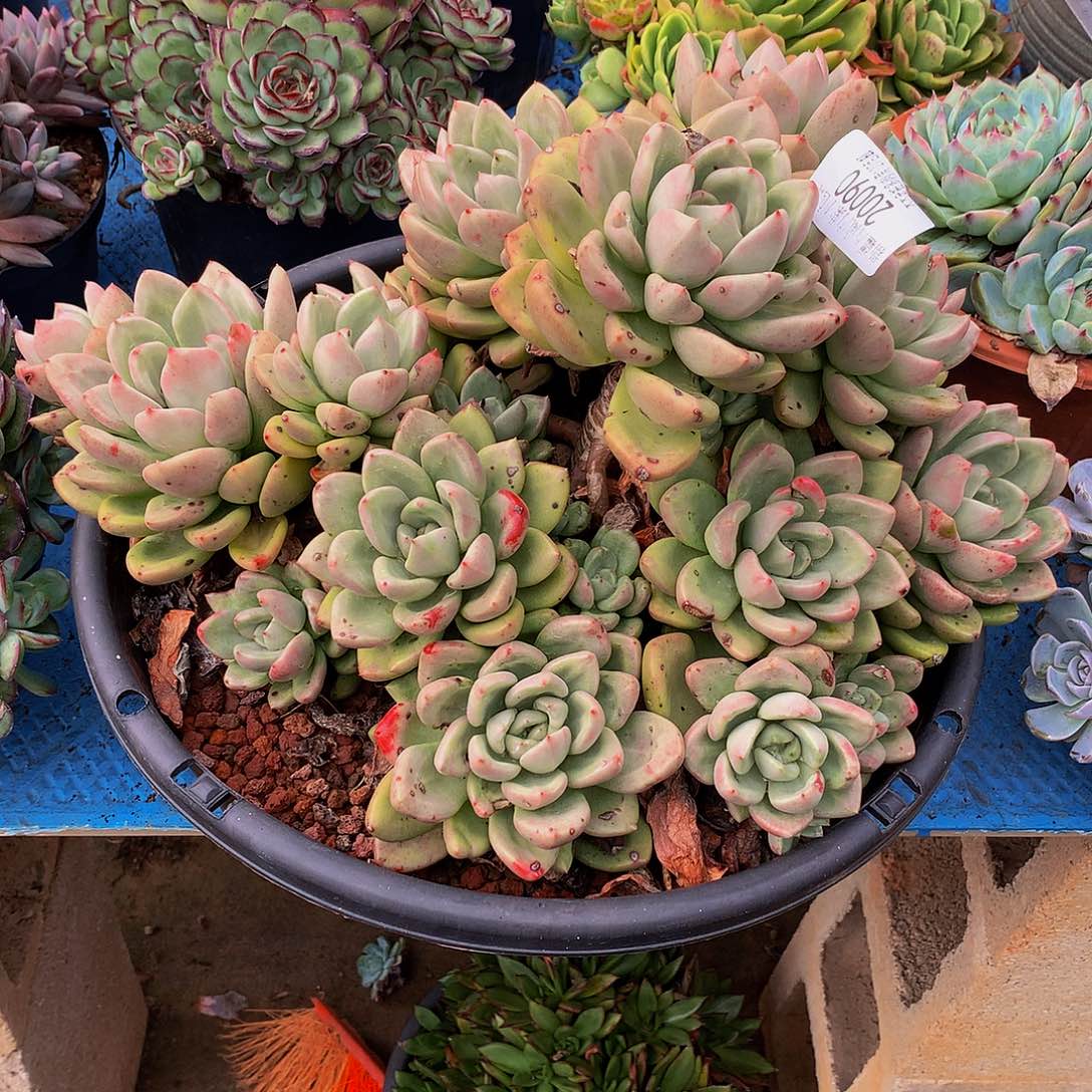 南***l      奶油鳄梨多肉20090