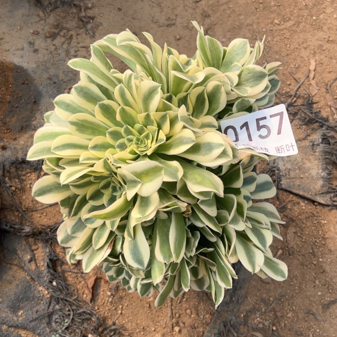 157号，绿豆沙，脱土发货