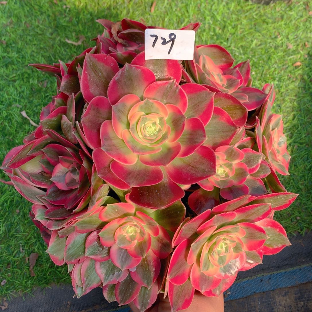 729胭脂雪精品法师多肉