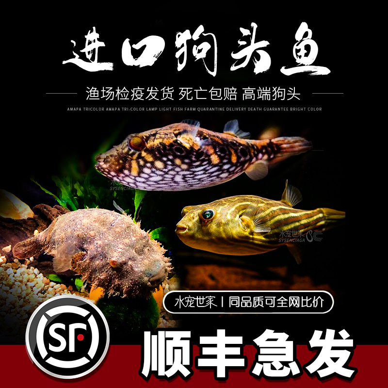 斑马狗头毛毛狗头麒麟狗头热带鱼进口观赏鱼淡水河豚凶猛宠物活体