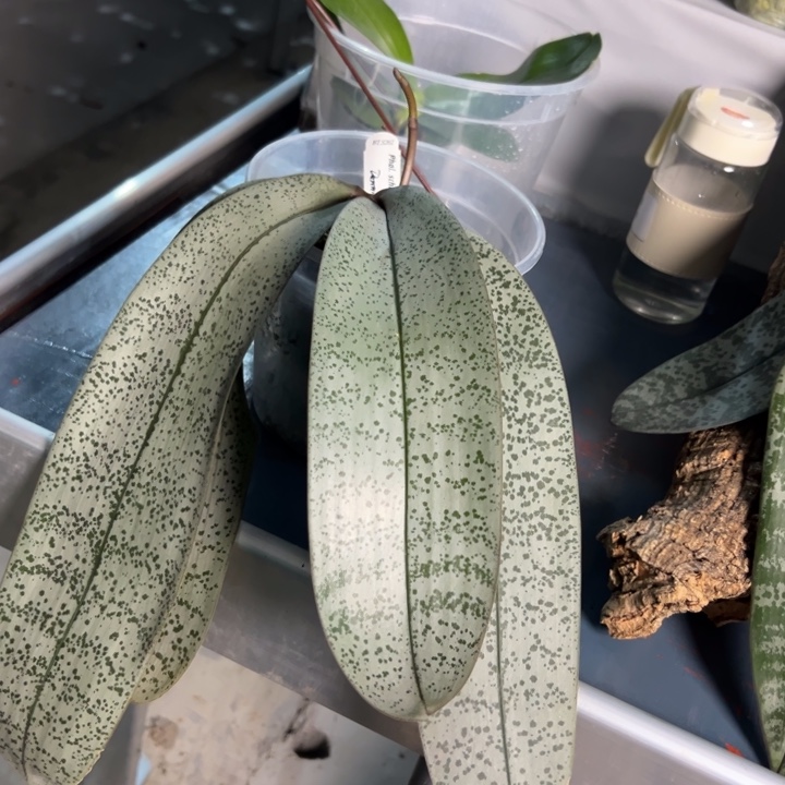 平***心不开花植物补熊差价3.5