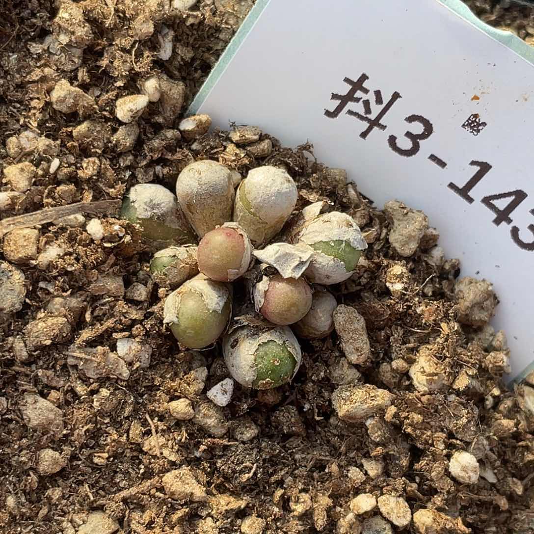 3-143皮姆多肉植物