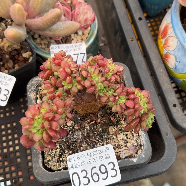 幸运的是你还没遇到你