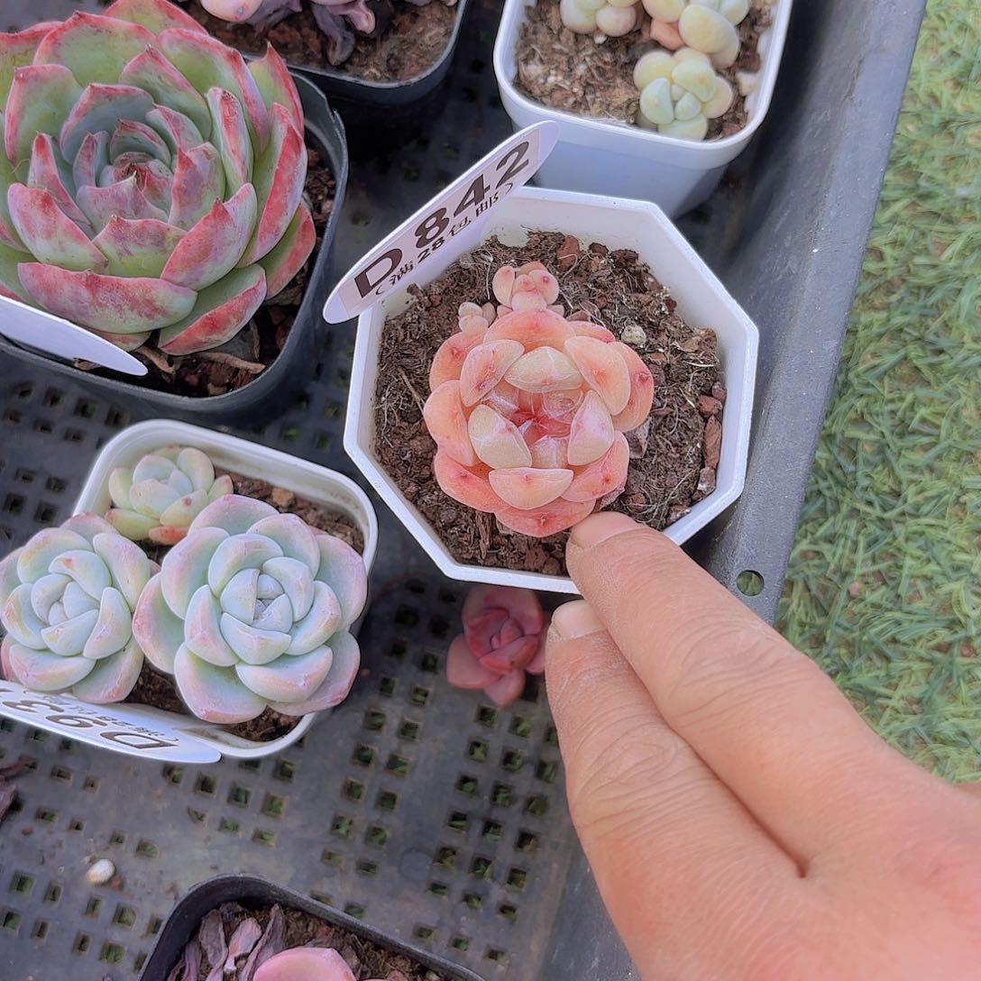 D842卡布奇诺一物一拍