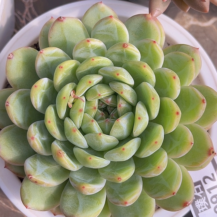 雪花珍妮0912多肉植物