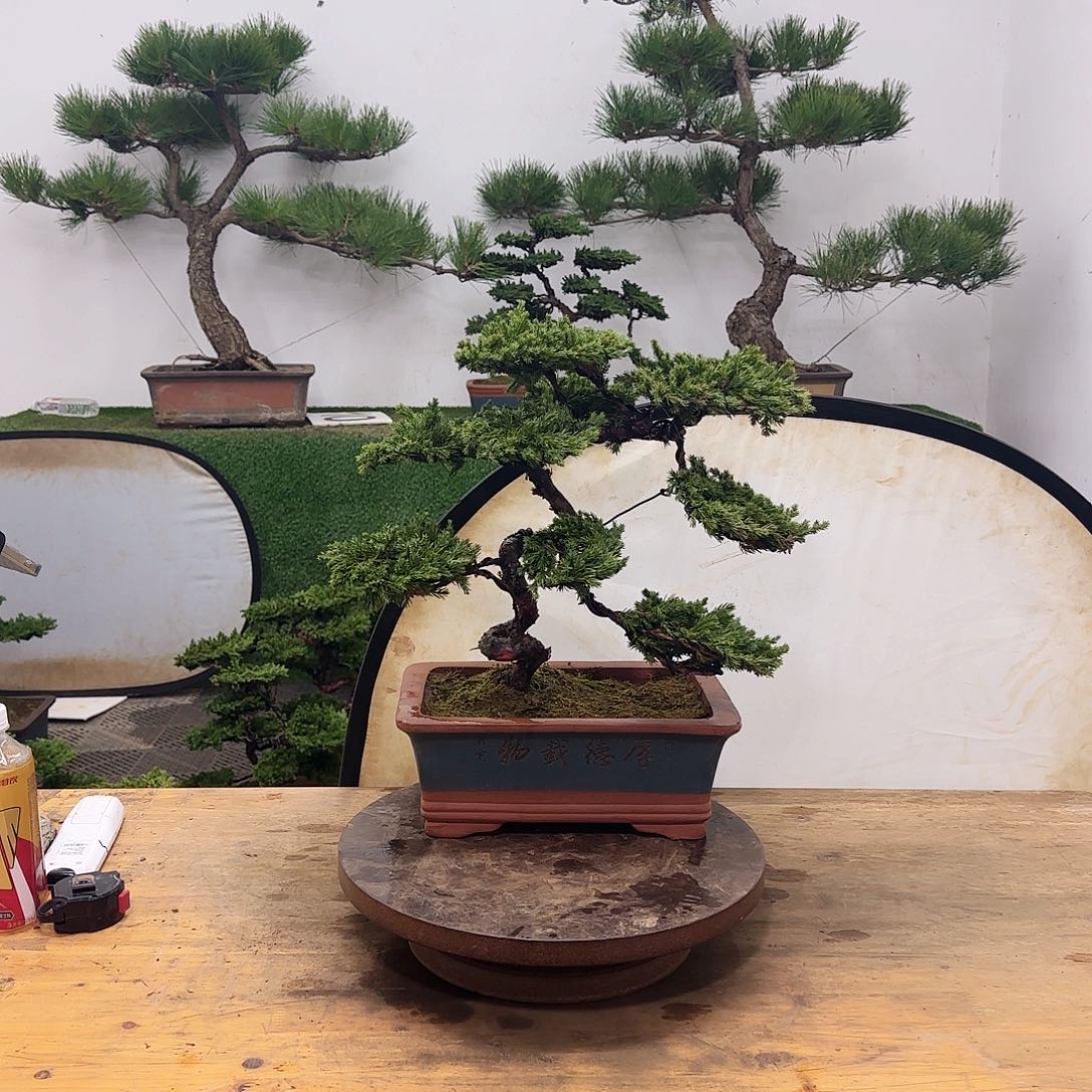 盆景盆景盆景盆景