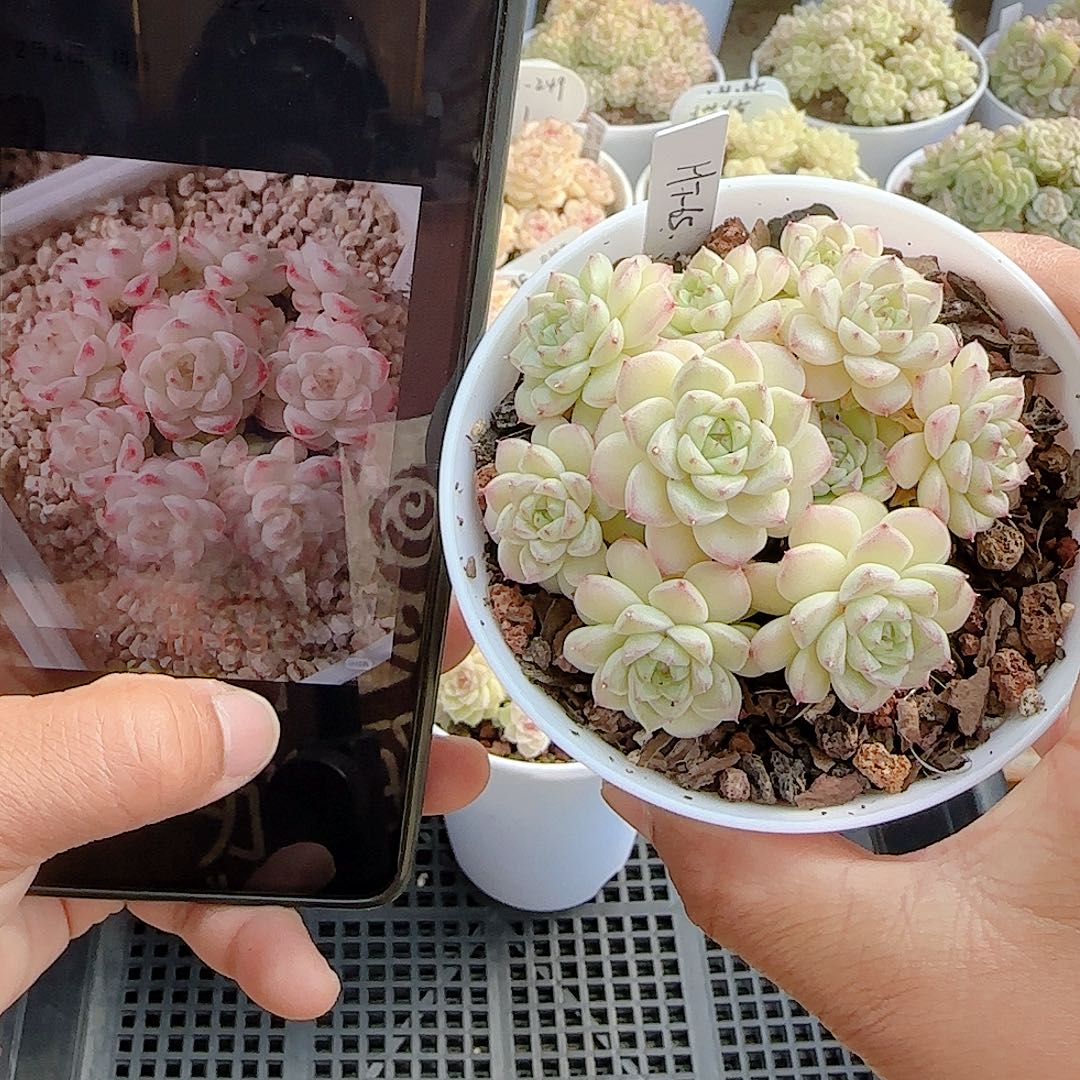 雪***子1202-50（ht-65）专拍