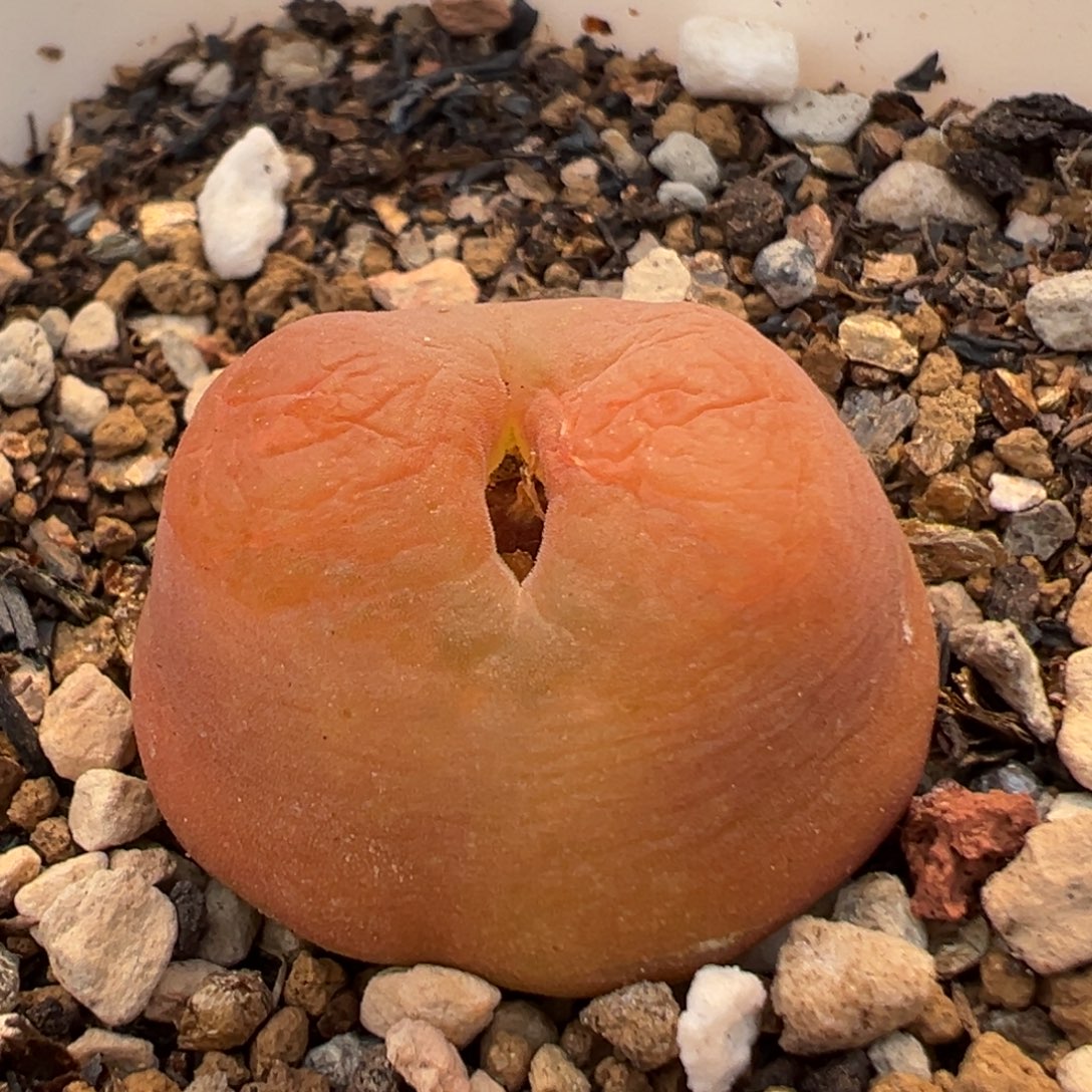 370多肉植物百科植物