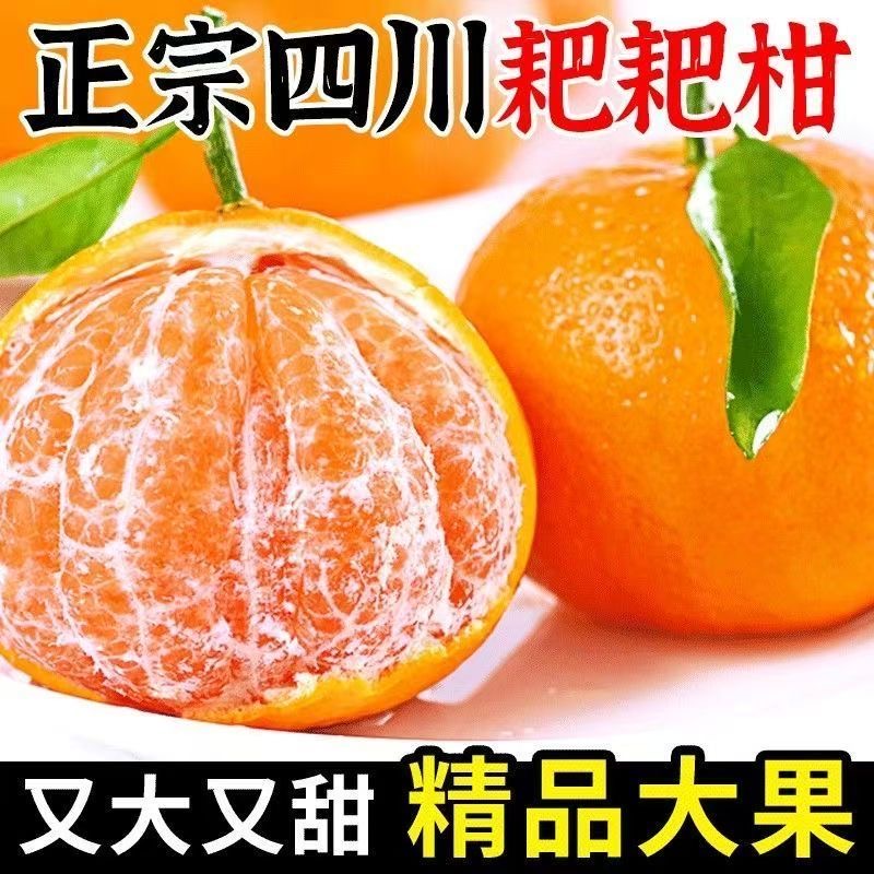 【表哥专属】正宗四川春见耙耙柑当季新鲜水果产地直发带枝带叶柑橘