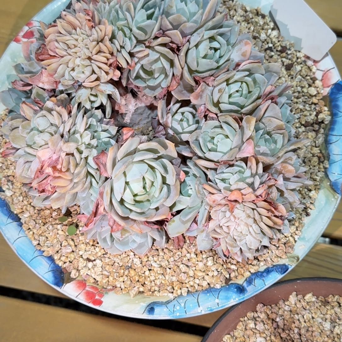 和***玉白茶多肉植物链接