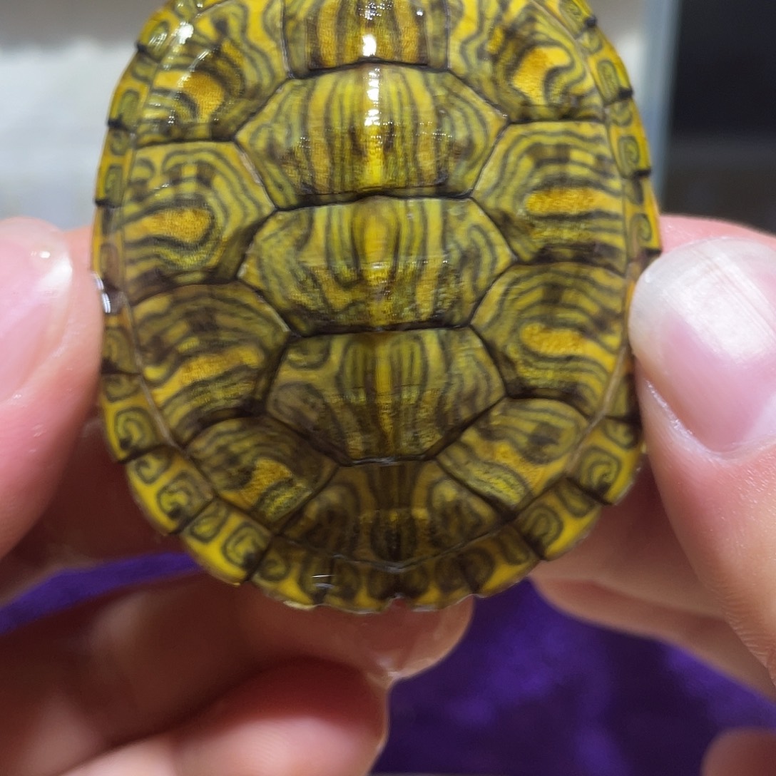 不分公母宠物龟格兰德