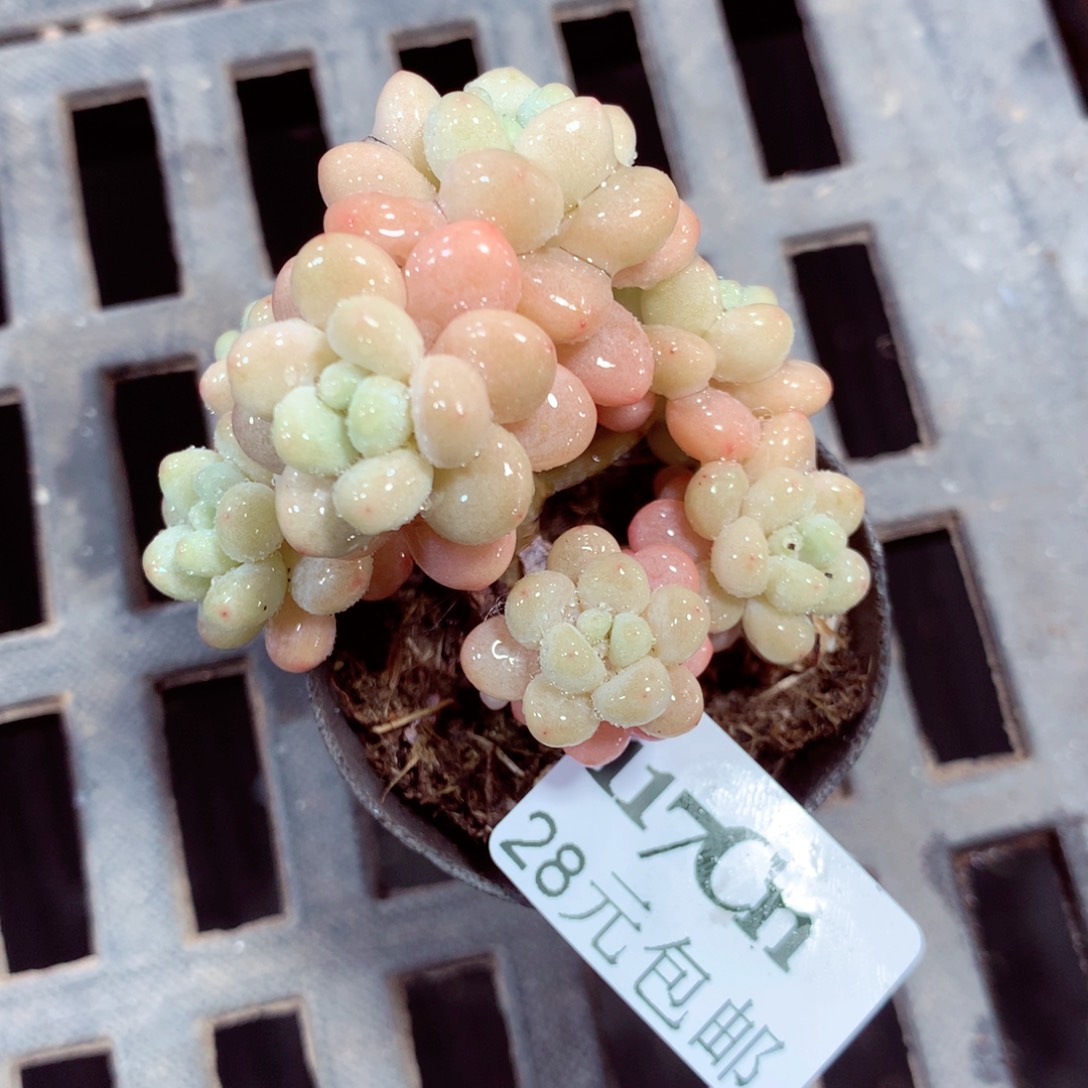 5厘米盆精控多肉117