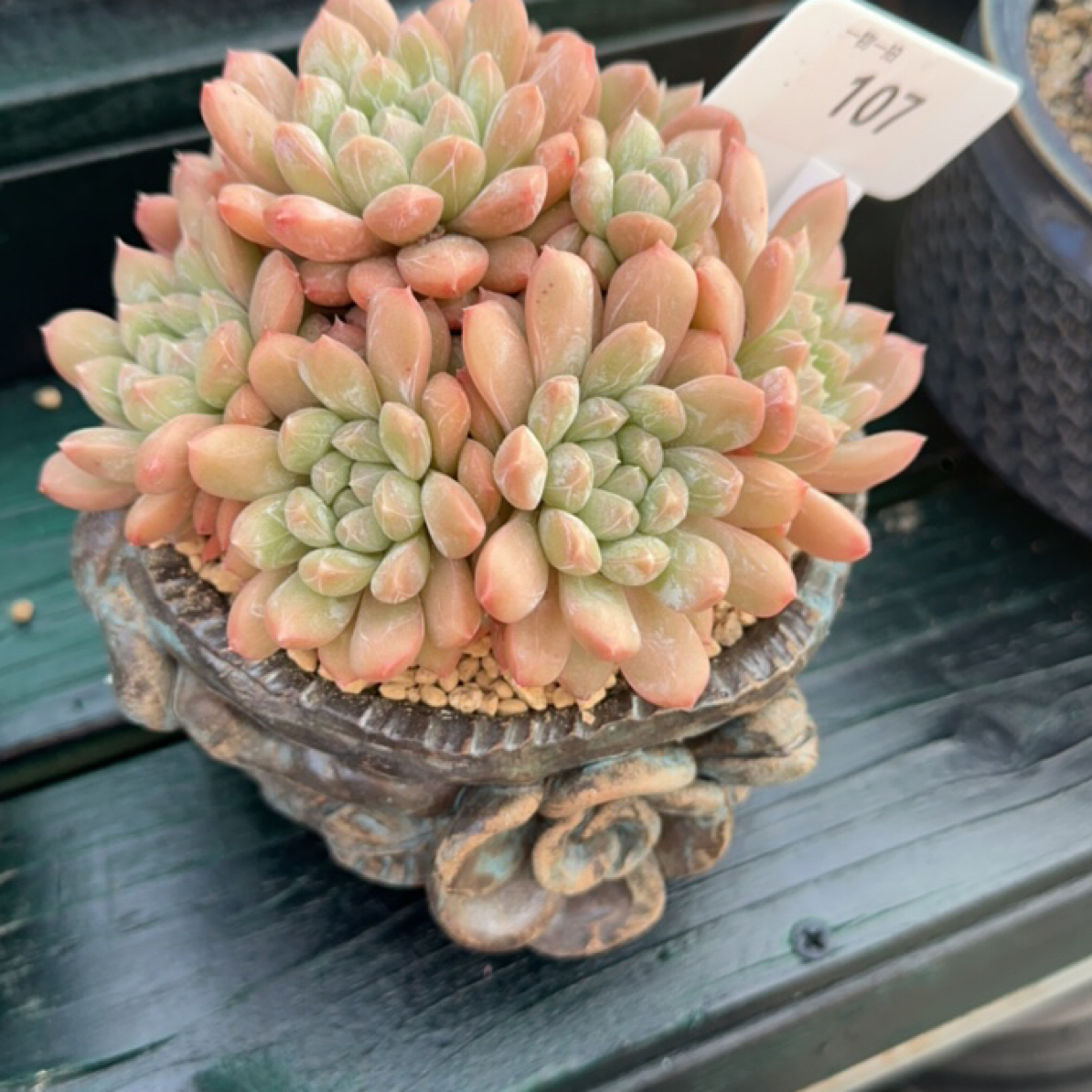 解忧多肉的百达翡翠发货