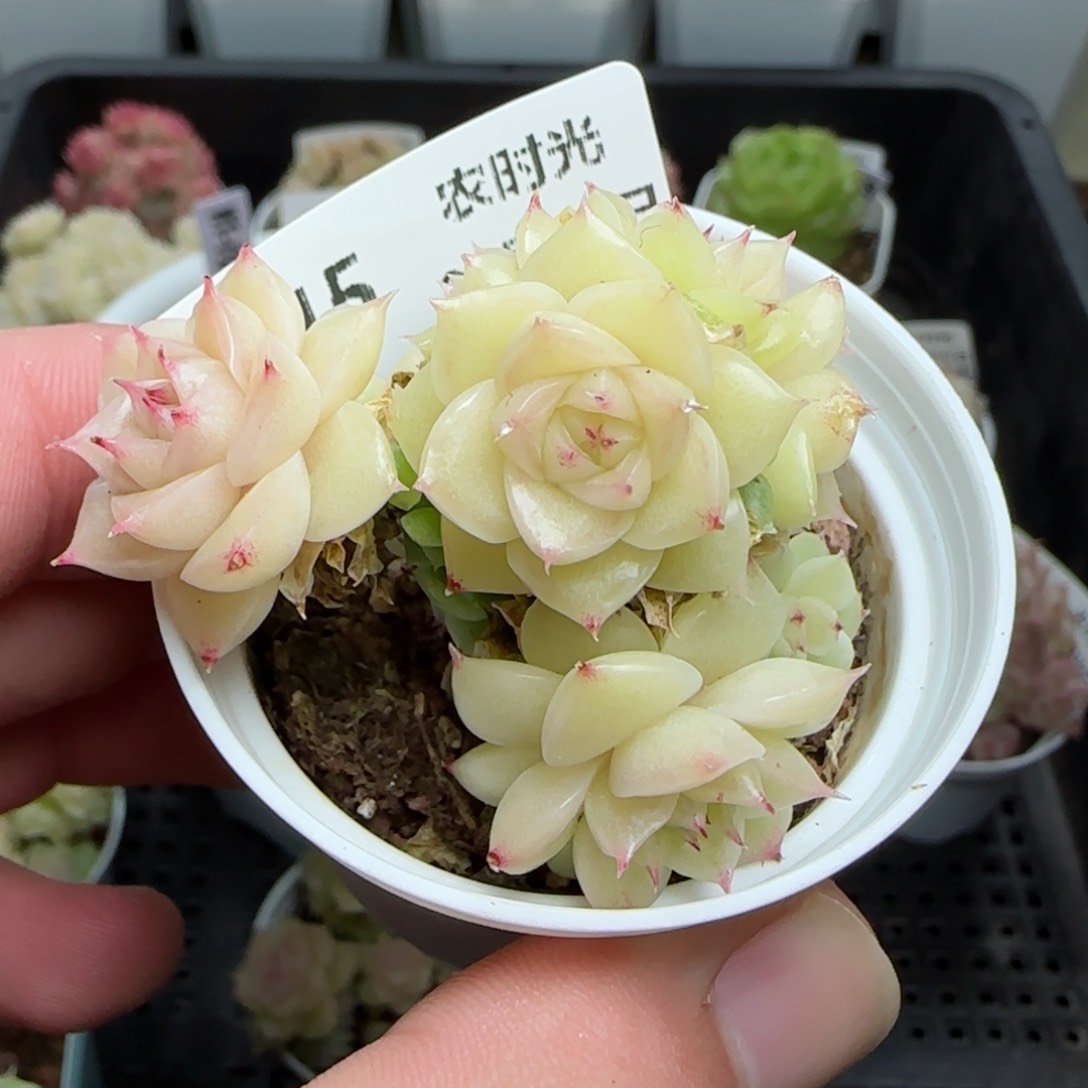 0119-245白玉麦秆