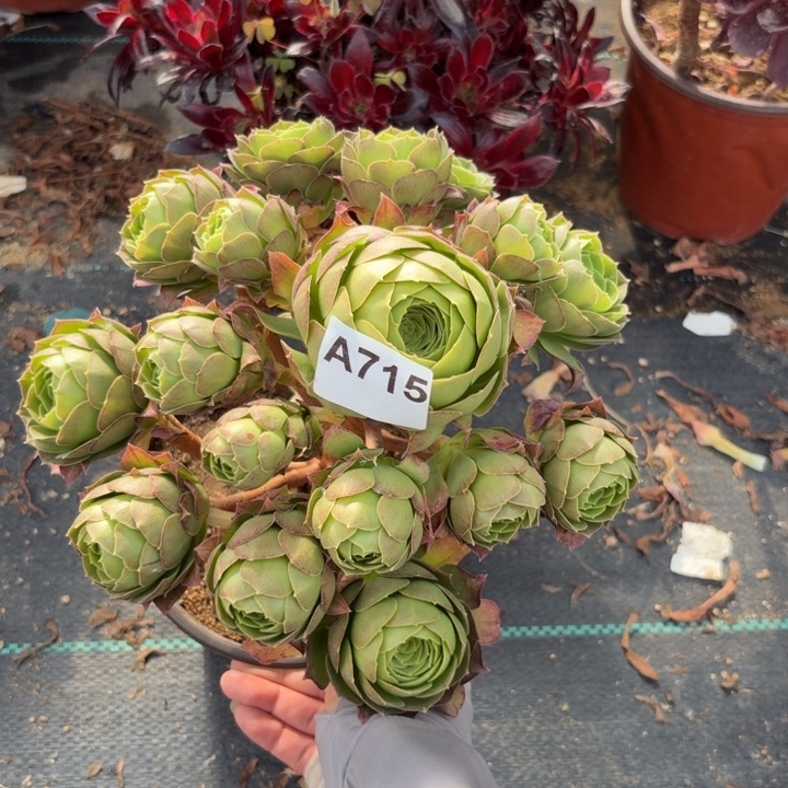 圣罗兰多肉植物不包损有断枝715