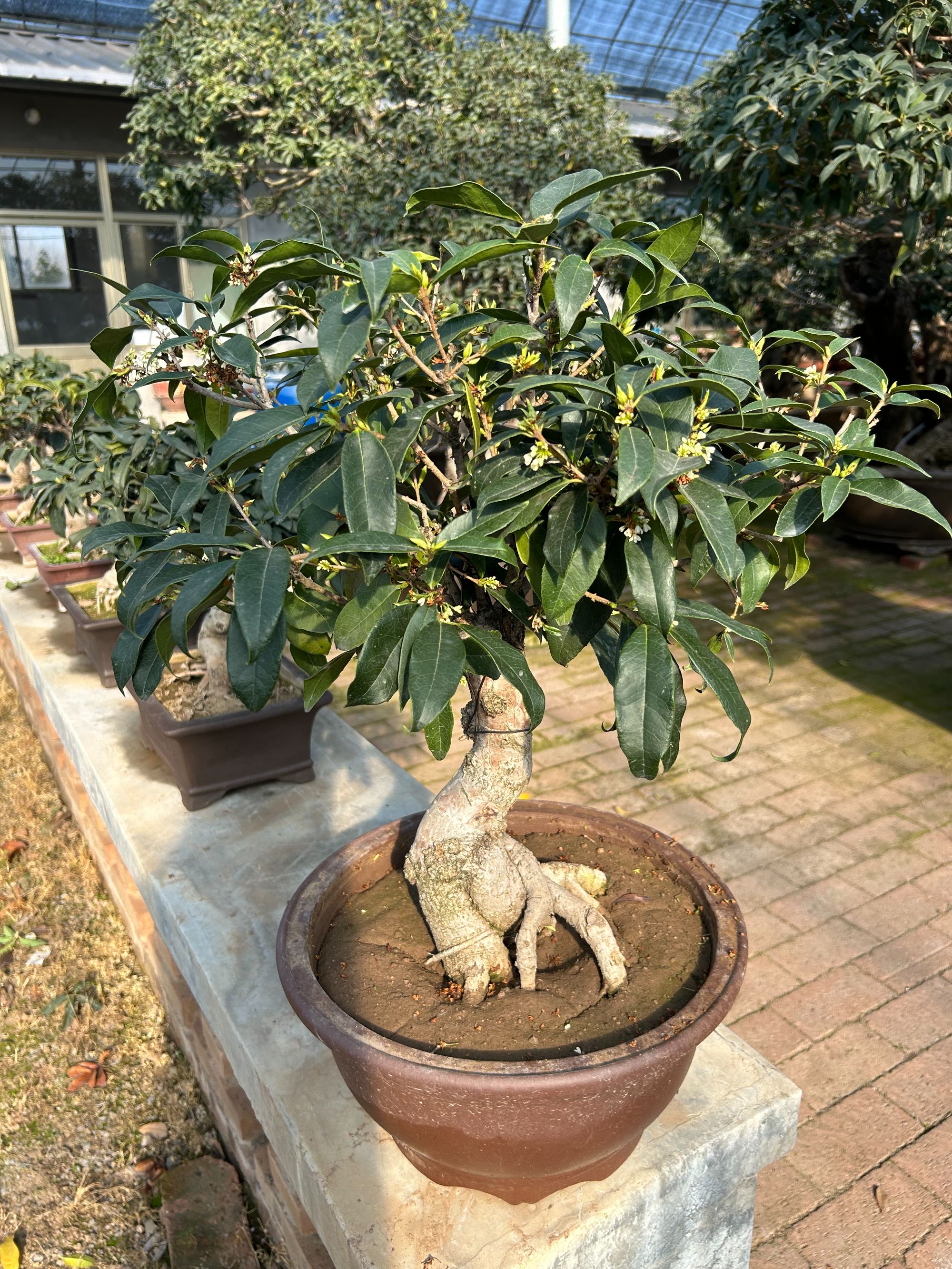 【檀香月桂桂花盆景】原土原盆木架发货