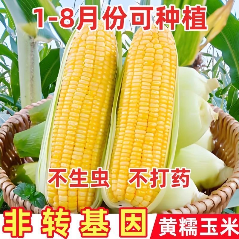 黄糯玉米种子甜糯大棒四季农家高产抗病杂交皮薄黄金甜糯玉米种子