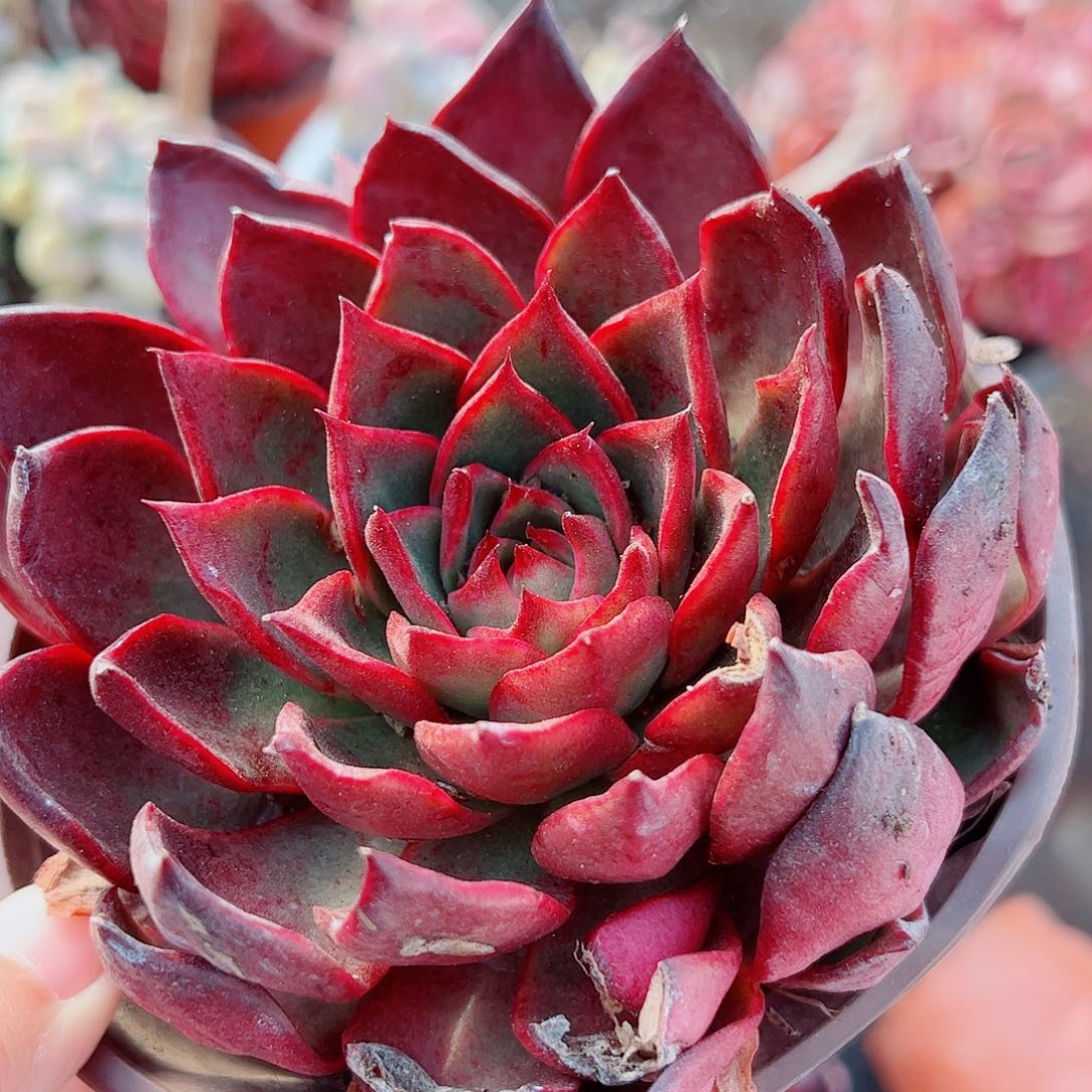 野马冬云大单头精品特价三盆