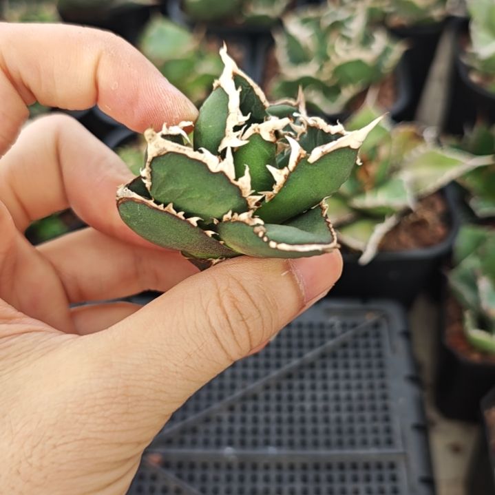 狼人仁王冠龙舌兰顶芽一颗