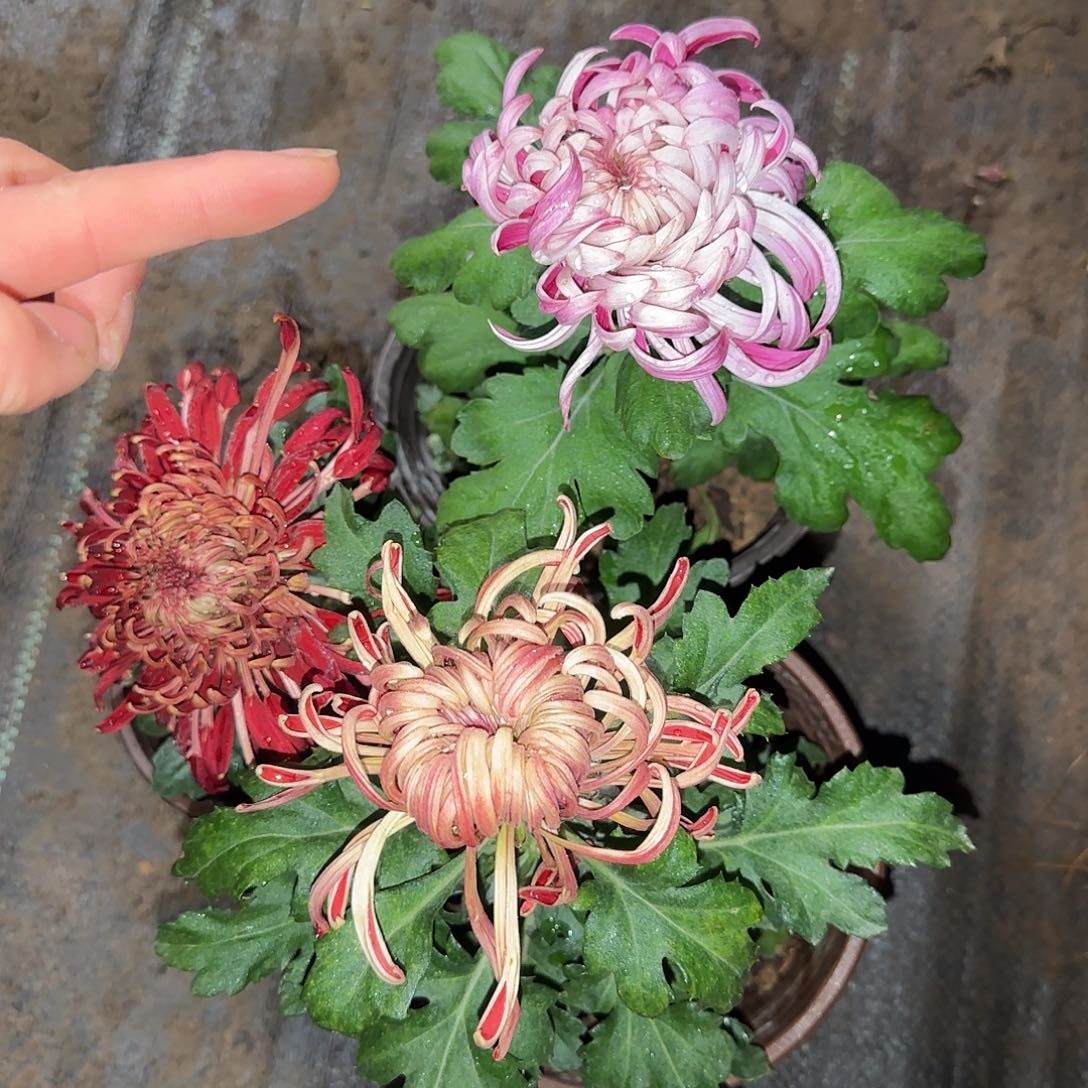 全部花朵Y1111111111