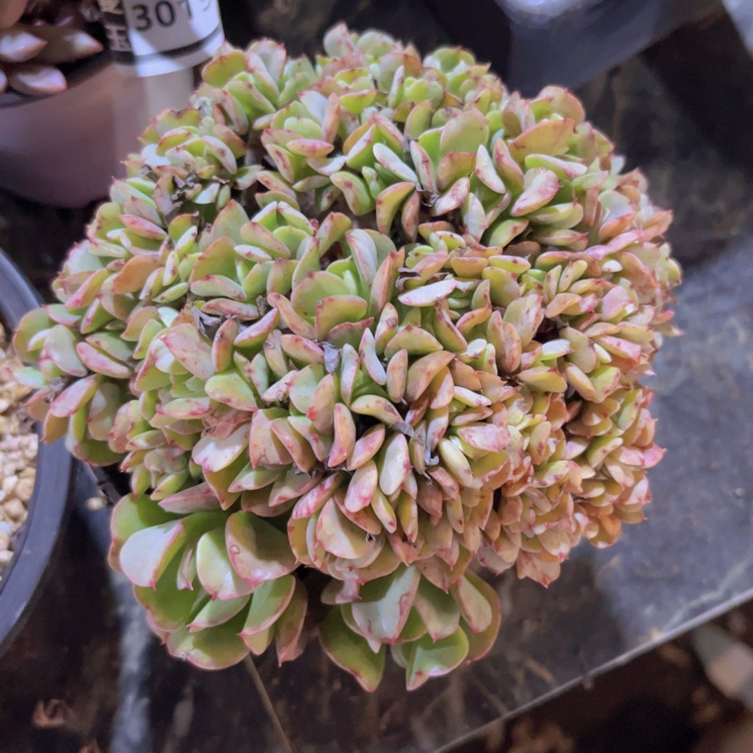 黑鹰缀31213多肉植物