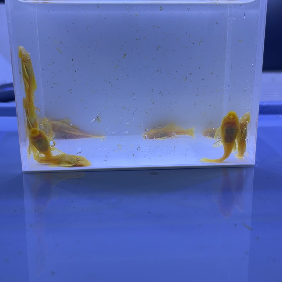 孔雀鱼大胡子十条开箱视频报损