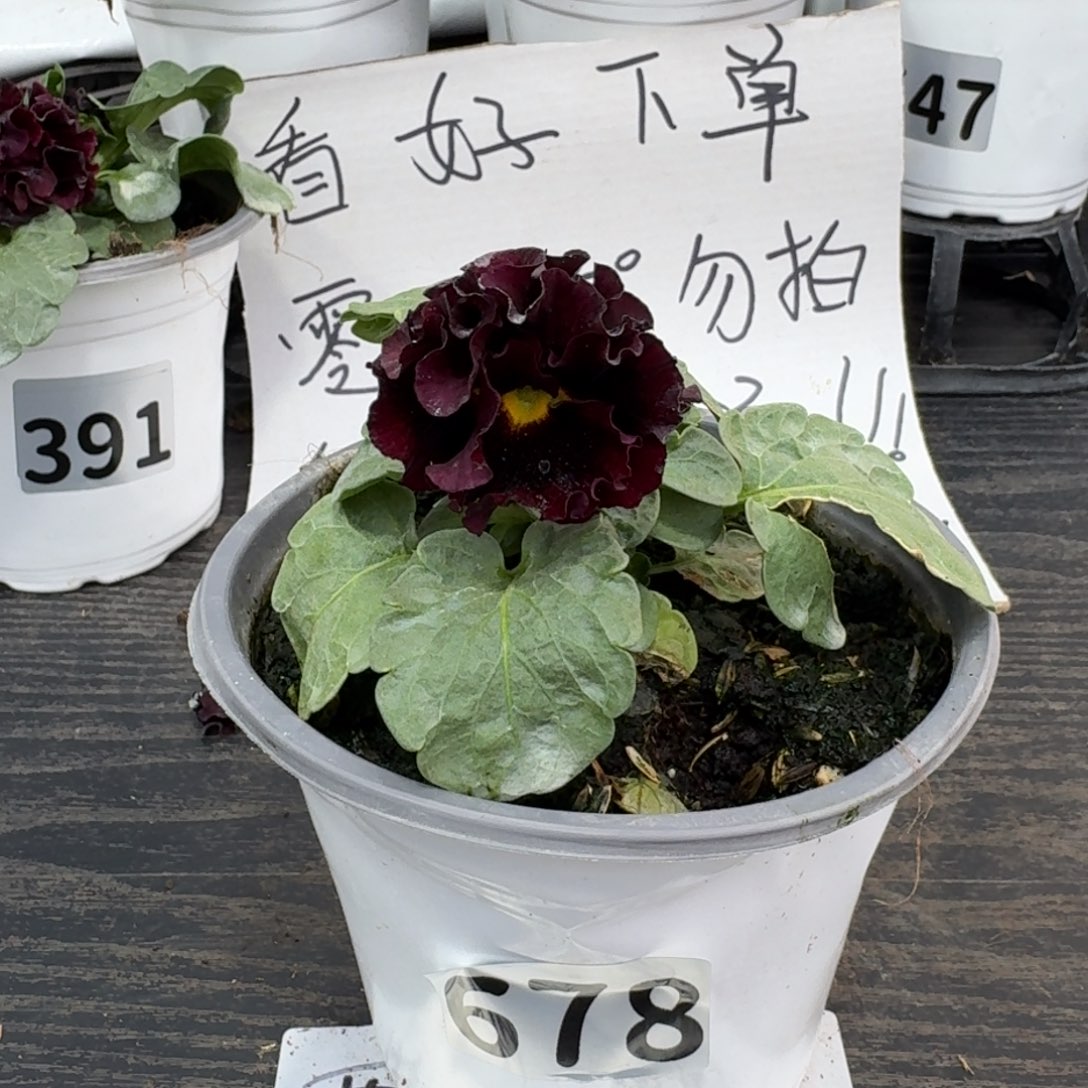 全部花朵678号晚礼服