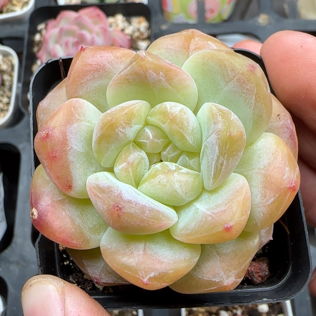 一物一拍琥珀24086