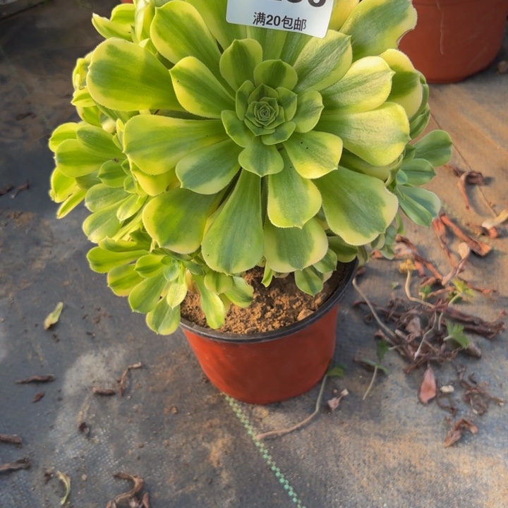 瑞妈，。。。。236。金丝翡翠